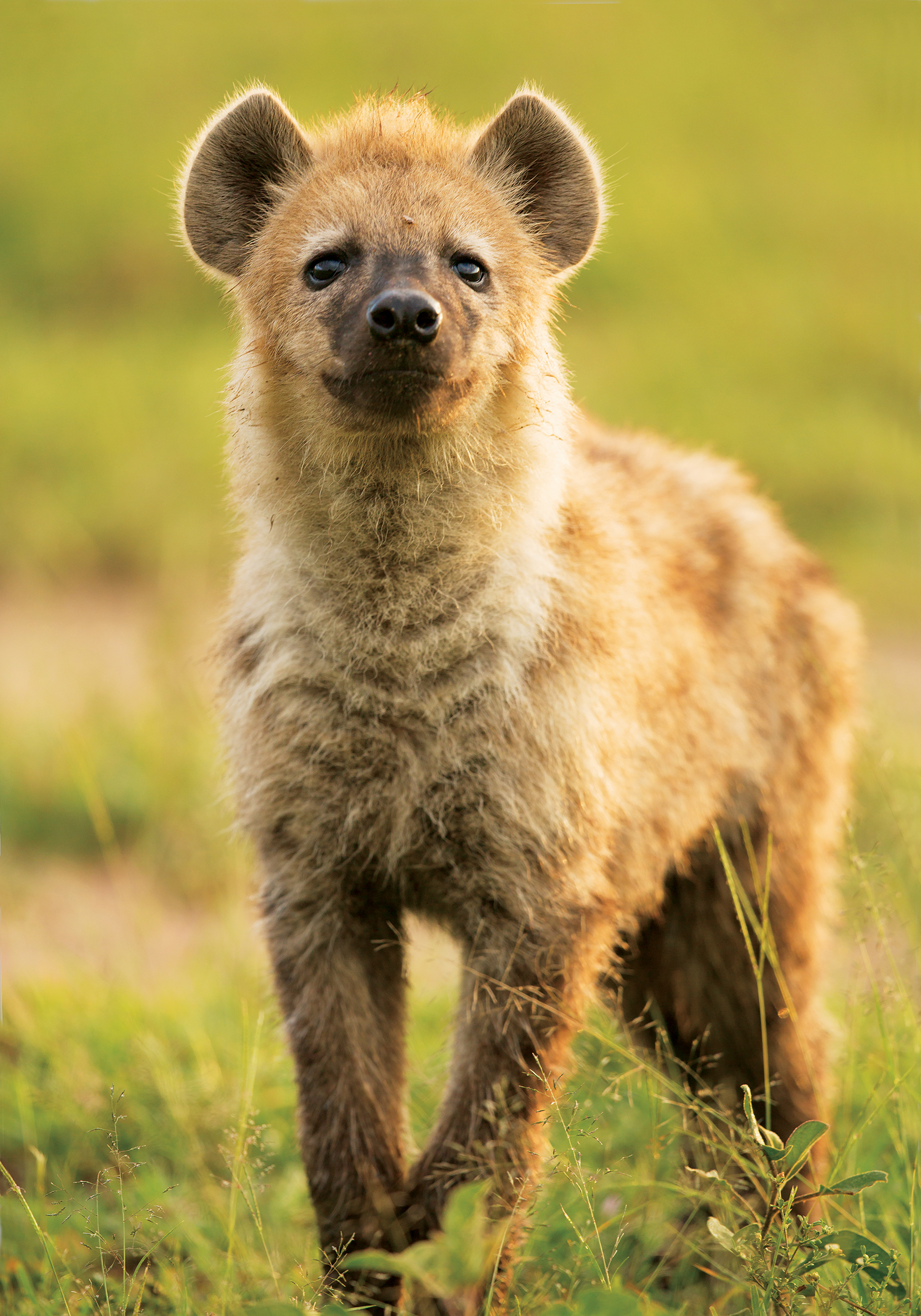 The spotted hyena is Africas second largest carnivore after the lion Kays - photo 8