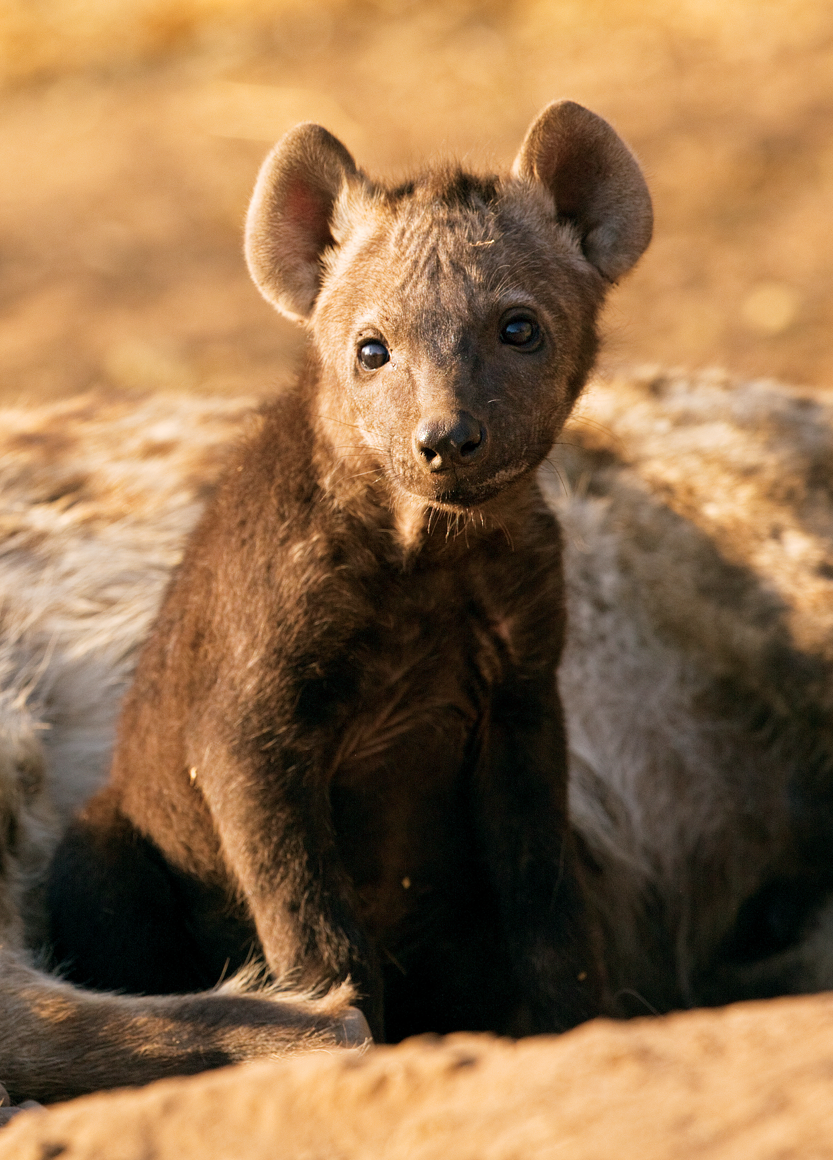 Newborn cubs have dark fur which gets lighter as they age Kay has pioneered a - photo 10