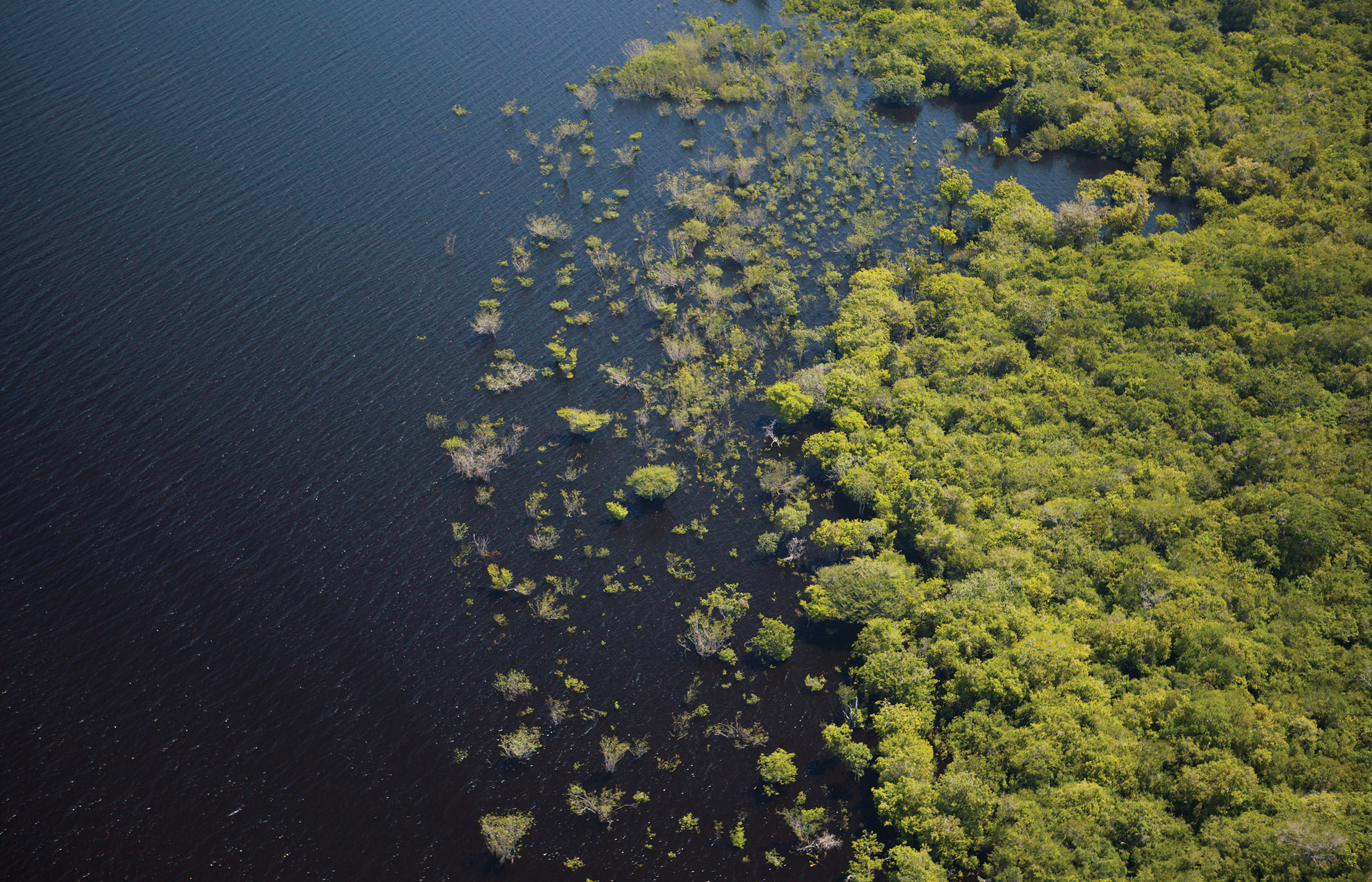 The crowns of drowned trees form islands along the river margins Its the - photo 5