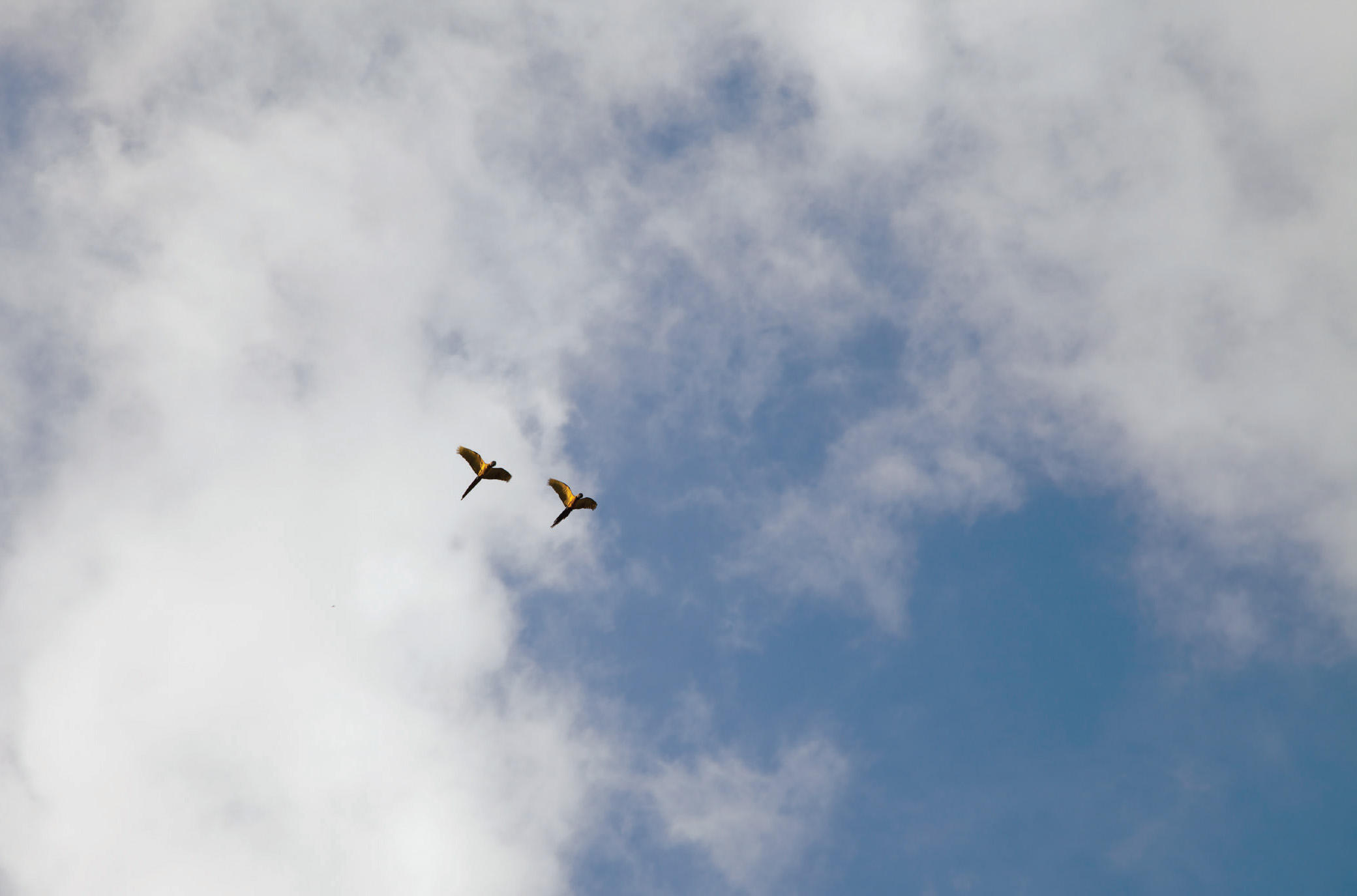 A pair of blue and gold macaws But wait Capturing and exporting wild animals - photo 7