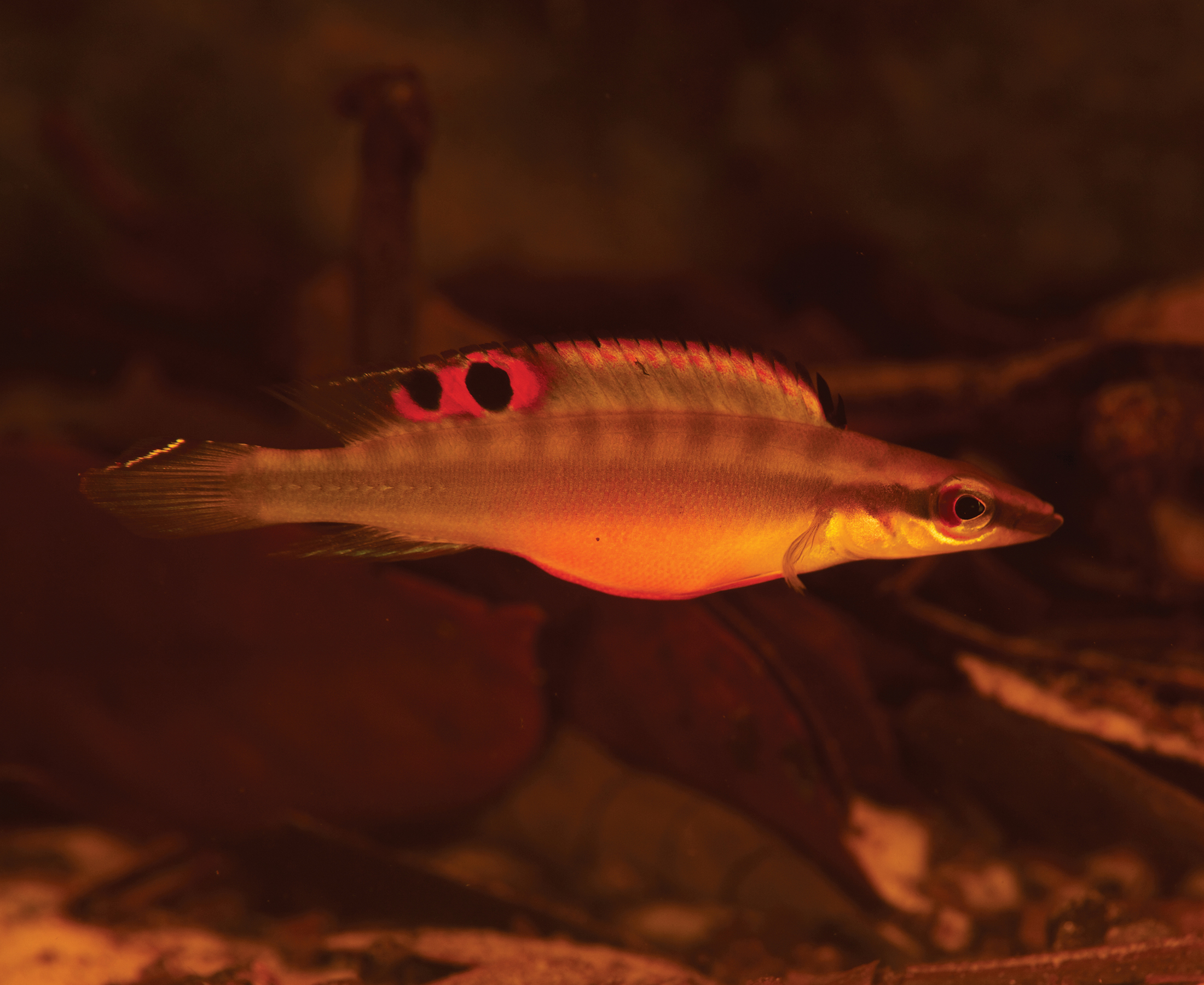 An adult dwarf pike cichlid The river water here is stained dark from - photo 9