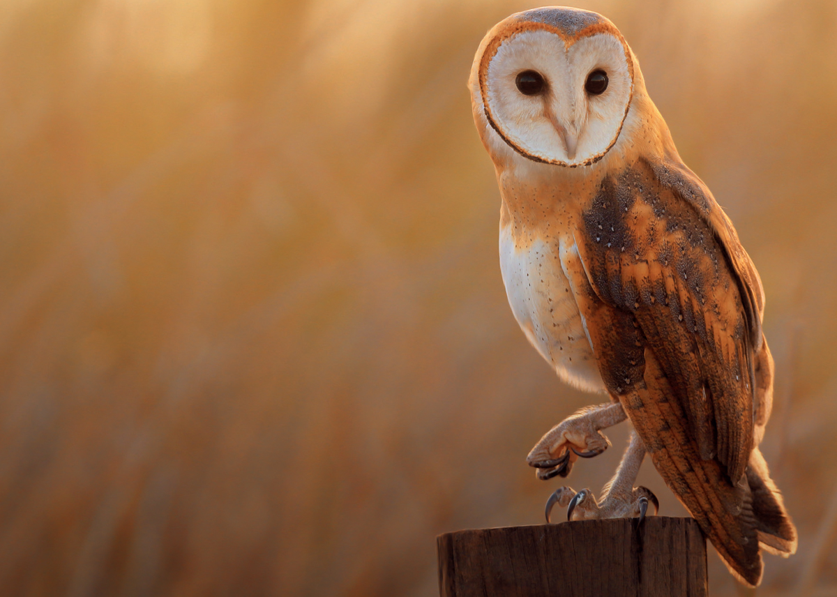 The ethereal beauty of the Snowy Owl Meet the Owls A haunting fluted hoot - photo 4