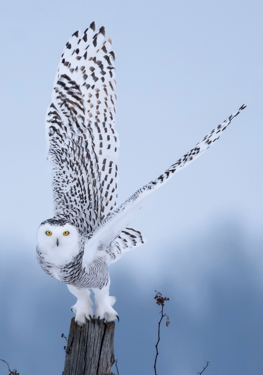 The ethereal beauty of the Snowy Owl Meet the Owls A haunting fluted hoot - photo 5