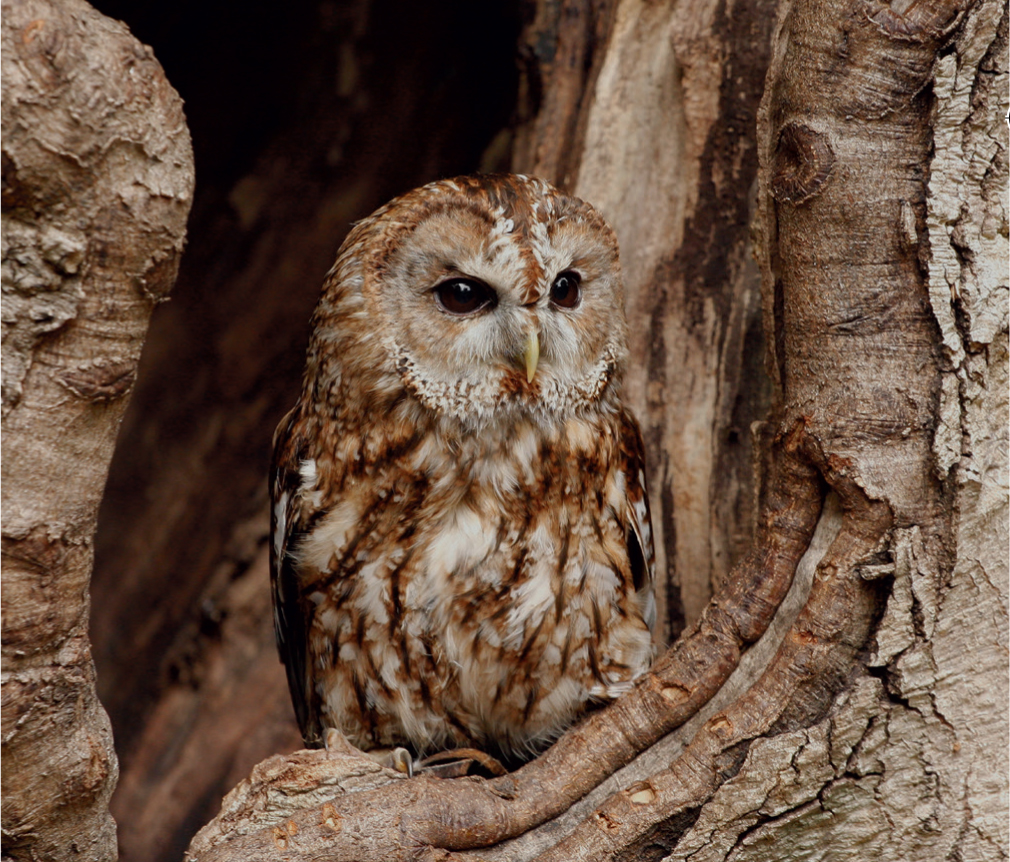 A Tawny Owl sitting at its tree-hole nest is the very image of a wise old owl - photo 6