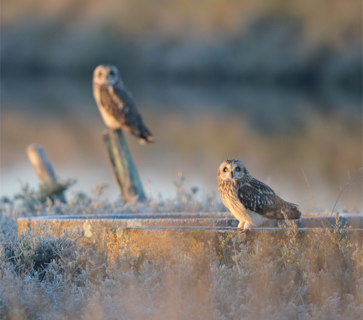 Short-eared Owls seem to be more sociable than most other species but this - photo 7