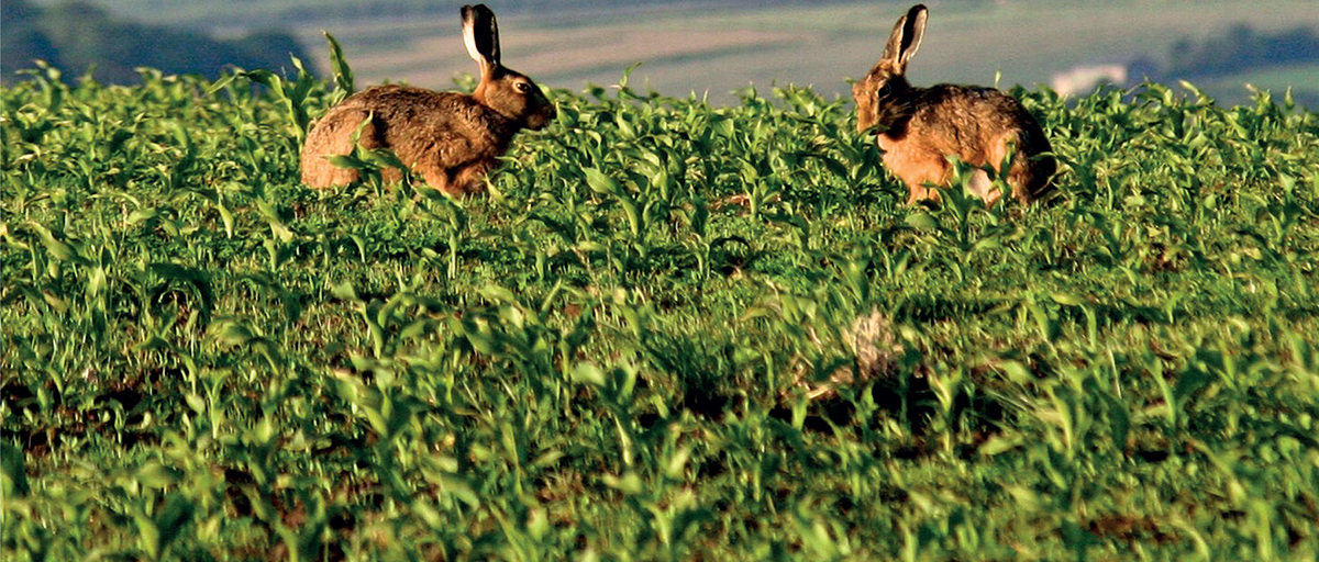 Brown Hares have oversized ears large eyes and long sensitive whiskers - photo 4