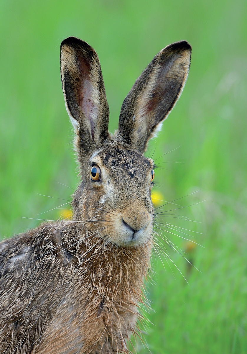 Brown Hares have oversized ears large eyes and long sensitive whiskers - photo 5