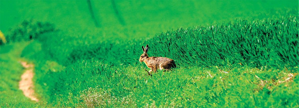 Arable fields provide food and shelter for hares while field margins allow - photo 6