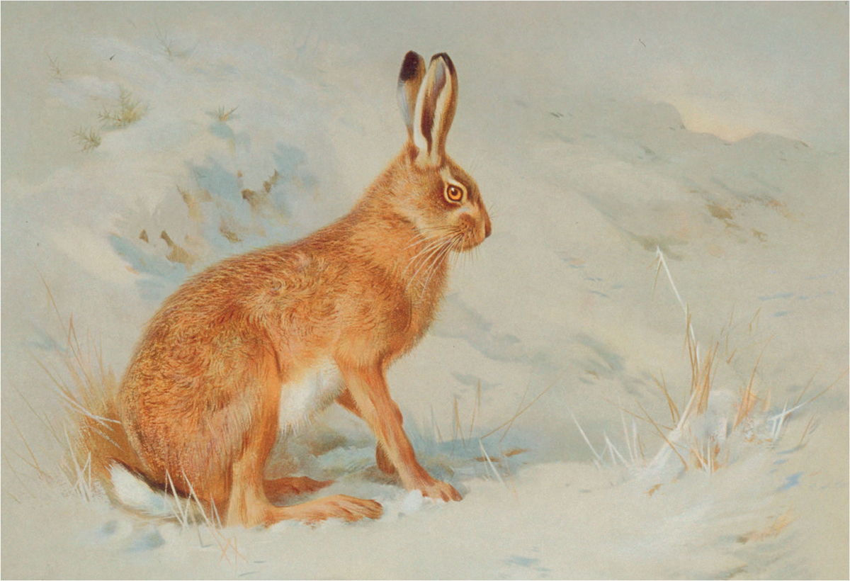 The common hare or Brown Hare as depicted by the artist A Thorburn in - photo 7