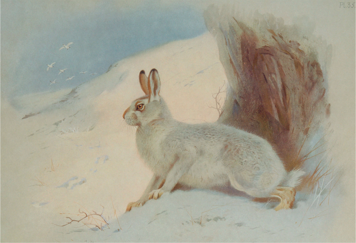 A Mountain Hare in its winter coat is well camouflaged in snow Illustration by - photo 8