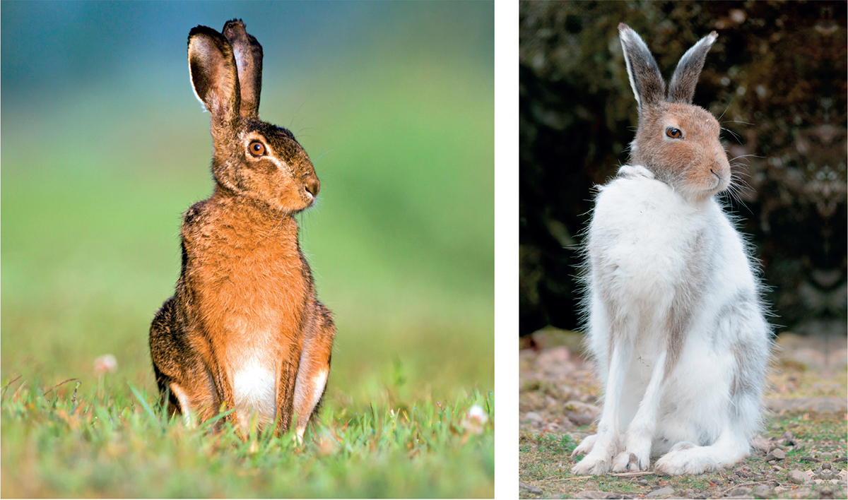 left The Brown Hare is distinctly reddish-brown In summer the Mountain Hare - photo 9