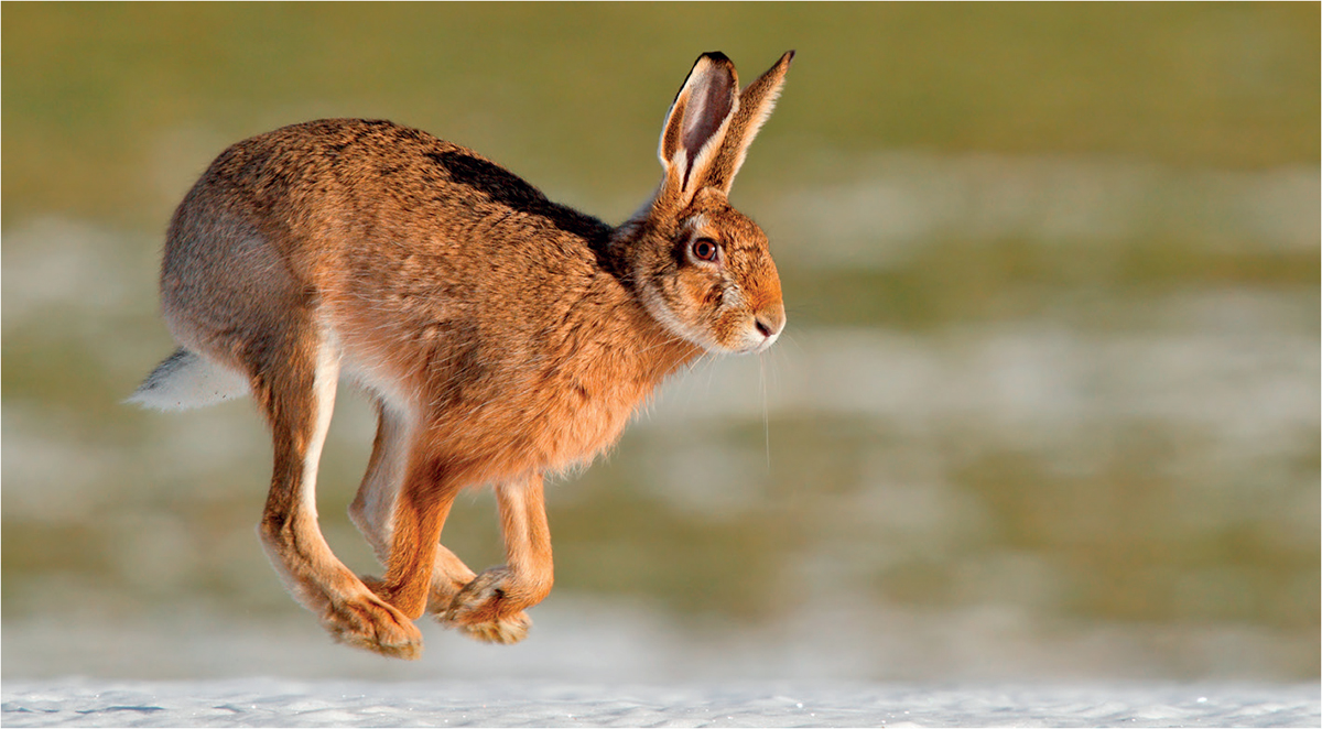 The long back legs of Brown Hares allow them to move swiftly The Brown Hare - photo 10