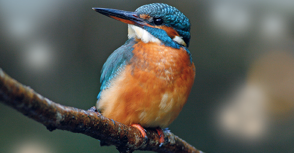 An alert male The distinctive Kingfisher is easy to recognise but not so easy - photo 4