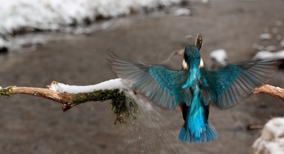 The blue tips of its feathers work en masse to produce the Kingfishers - photo 6