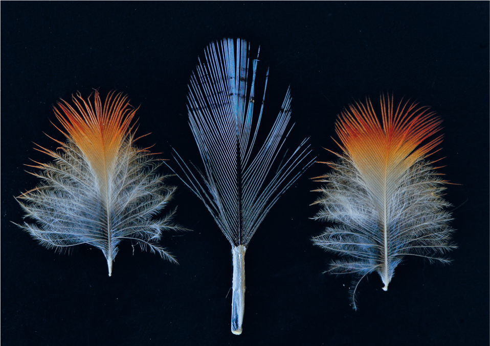 Feathers from a juvenile Kingfishers back middle and breast left and right - photo 9