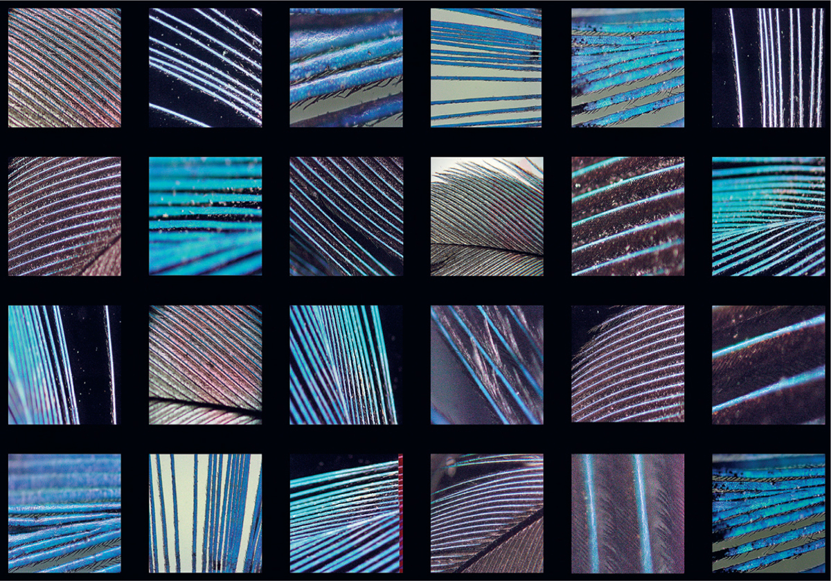 Kingfisher back and tail feathers under the microscope The shimmering electric - photo 10