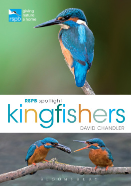 David Chandler RSPB Spotlight: Kingfishers