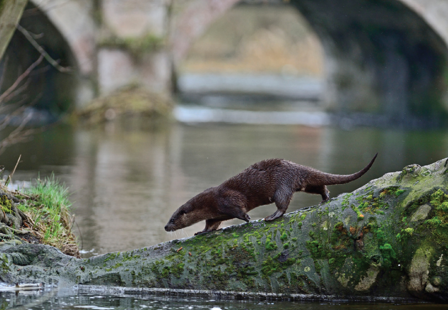 With fluid lines and such a long low profile otters can melt from land into - photo 6