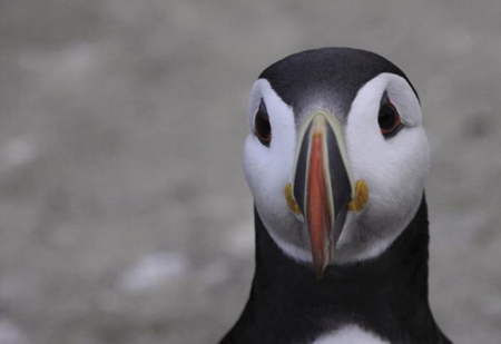 There is something in the Puffins look that chimes with ourselves The Puffins - photo 2