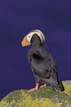 The Tufted Puffin The Rhinoceros Auklet The names of the three Pacific - photo 5