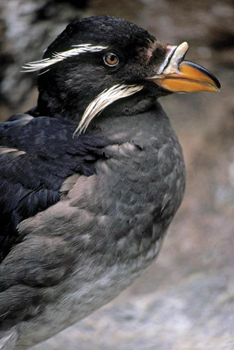 The Rhinoceros Auklet The names of the three Pacific puffin species all - photo 6