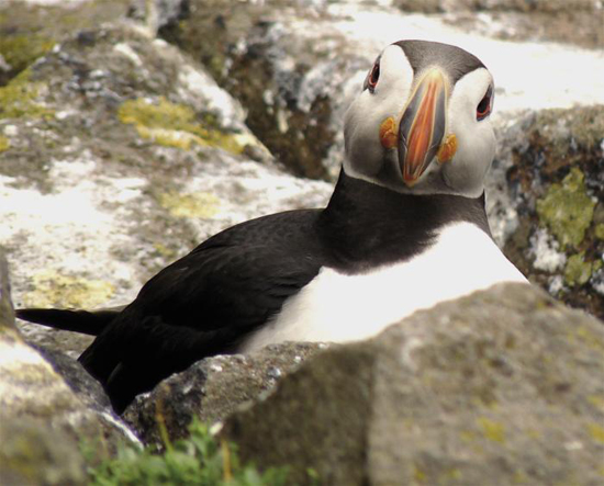 The base of the beak is flanked on either side by a distinctive fleshy rosette - photo 7