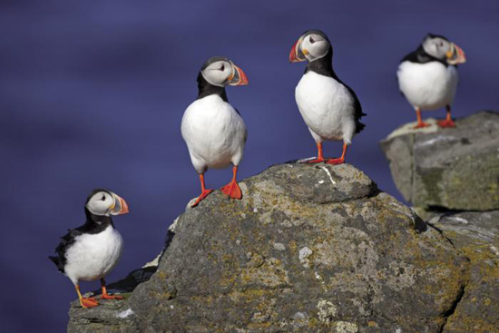 The Puffins gaudy clowns mask is worn only during the breeding season In - photo 8