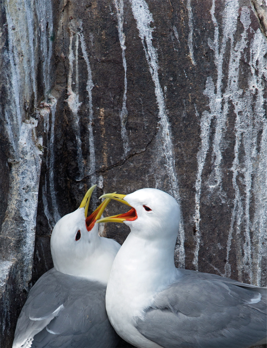 Kittiwakes Photograph by David Tipling Contents Every summer our sea - photo 3