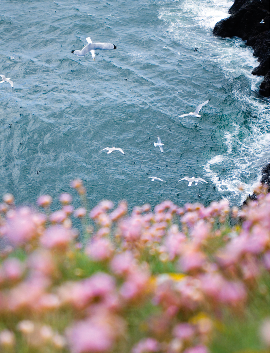 Every summer our sea cliffs play host to some of the most important seabird - photo 4