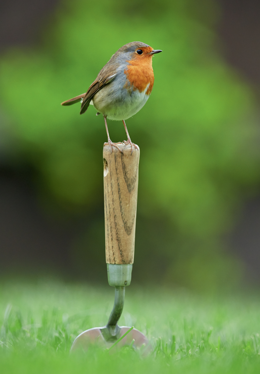 No British garden is complete without its resident Robin We know the Robin - photo 3