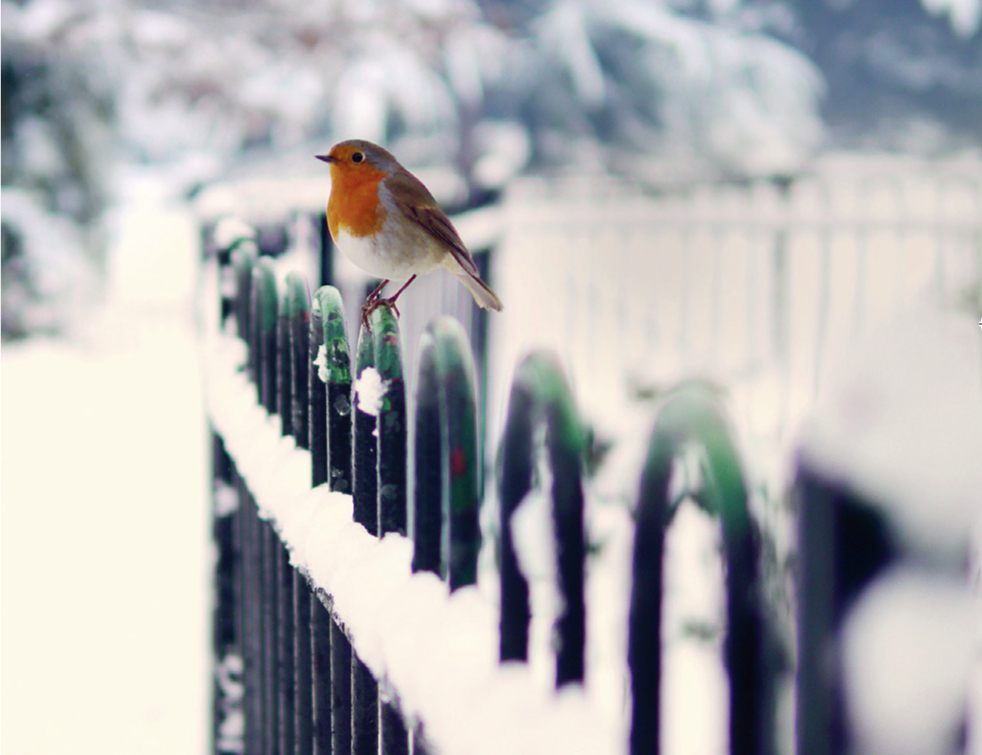 Its habit of perching on raised objects to survey the scene is an endearing - photo 4