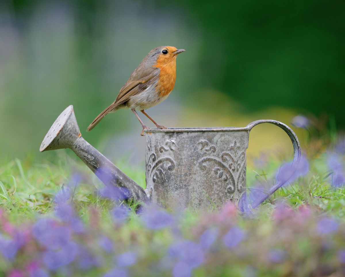 A French Robin In much of Europe the closely related Black Redstart is a much - photo 5