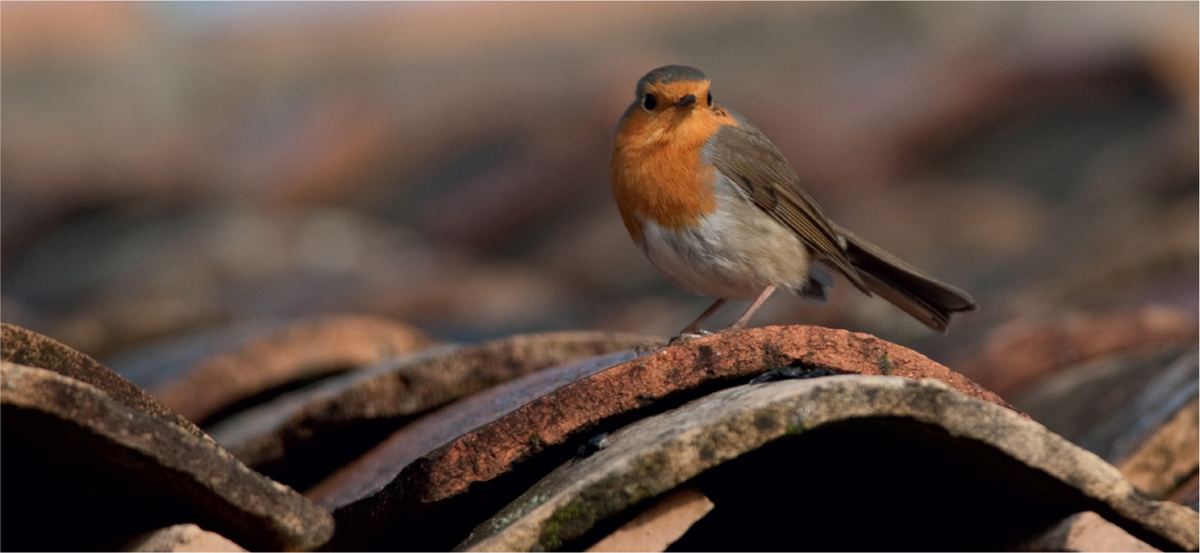 Although Robins have a wide Eurasian distribution only in the British Isles - photo 6