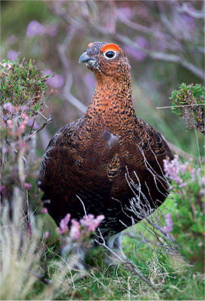 The Red Grouse like the Robin is another British favourite bird though for - photo 7