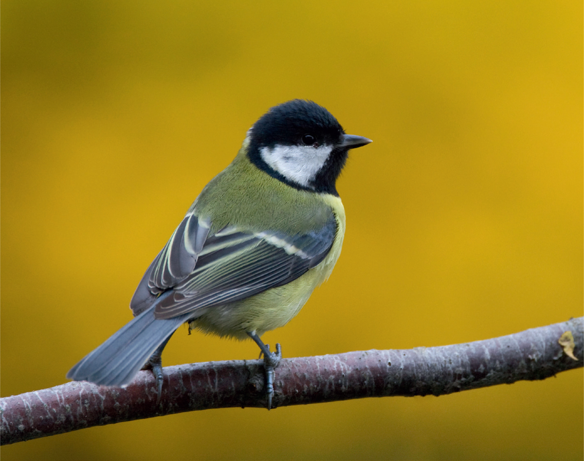 Robins and Great Tits are about the same size and weight but in plumage and - photo 8