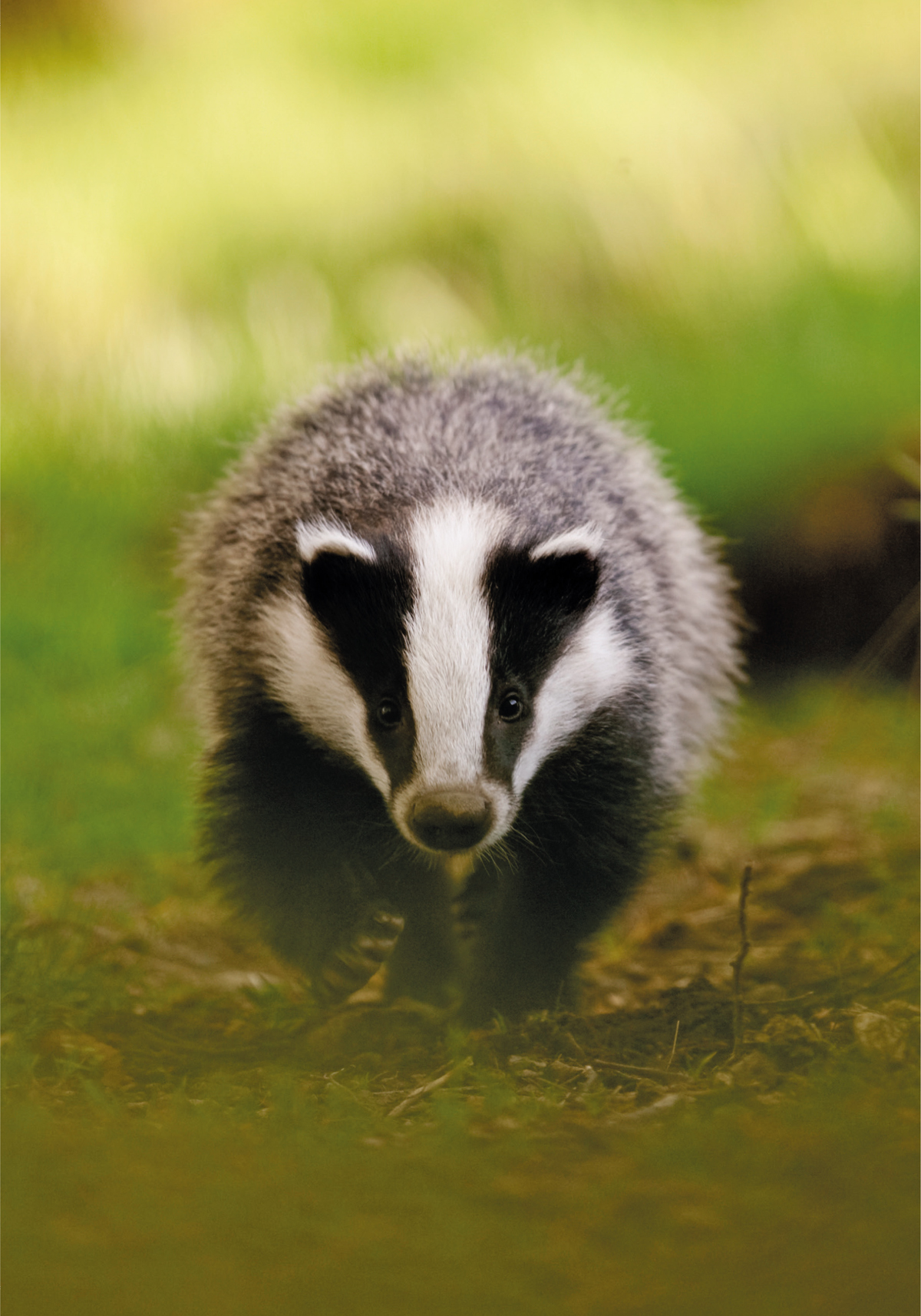 The flaring stripes of the Badgers head pattern render the mammal unmistakable - photo 3