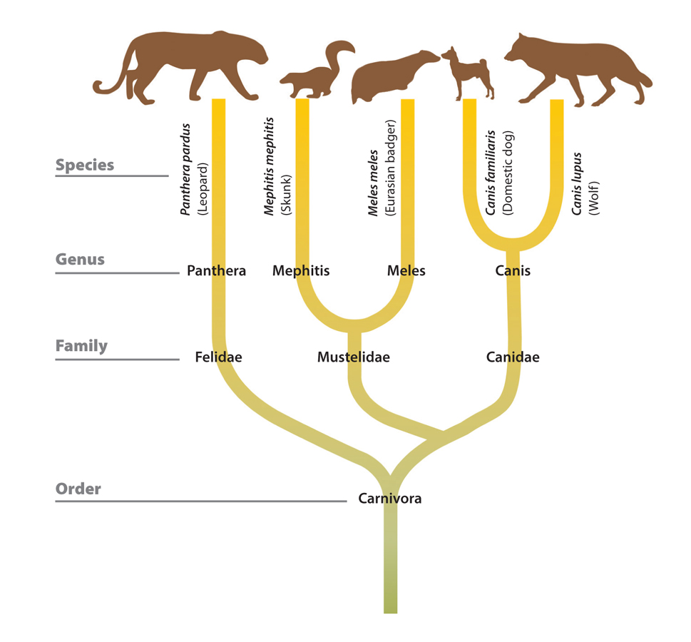 Badgers are a branch within the mustelid or weasel family which has been - photo 8