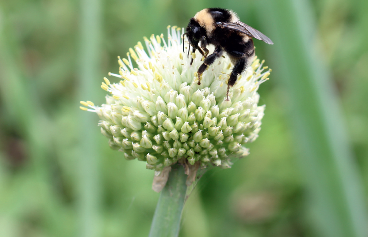 Queen Buff-tailed Bumblebee Bombus terrestris foraging on white clover - photo 4