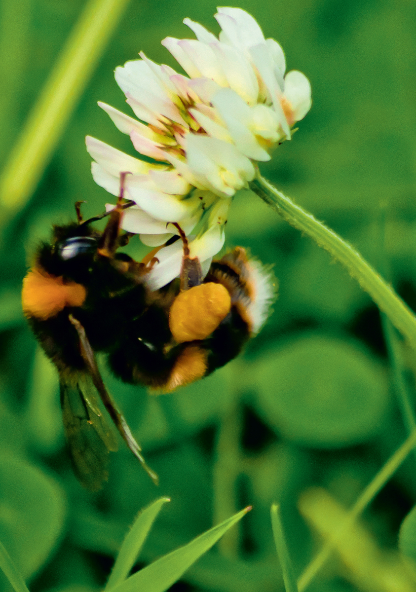 Queen Buff-tailed Bumblebee Bombus terrestris foraging on white clover - photo 5