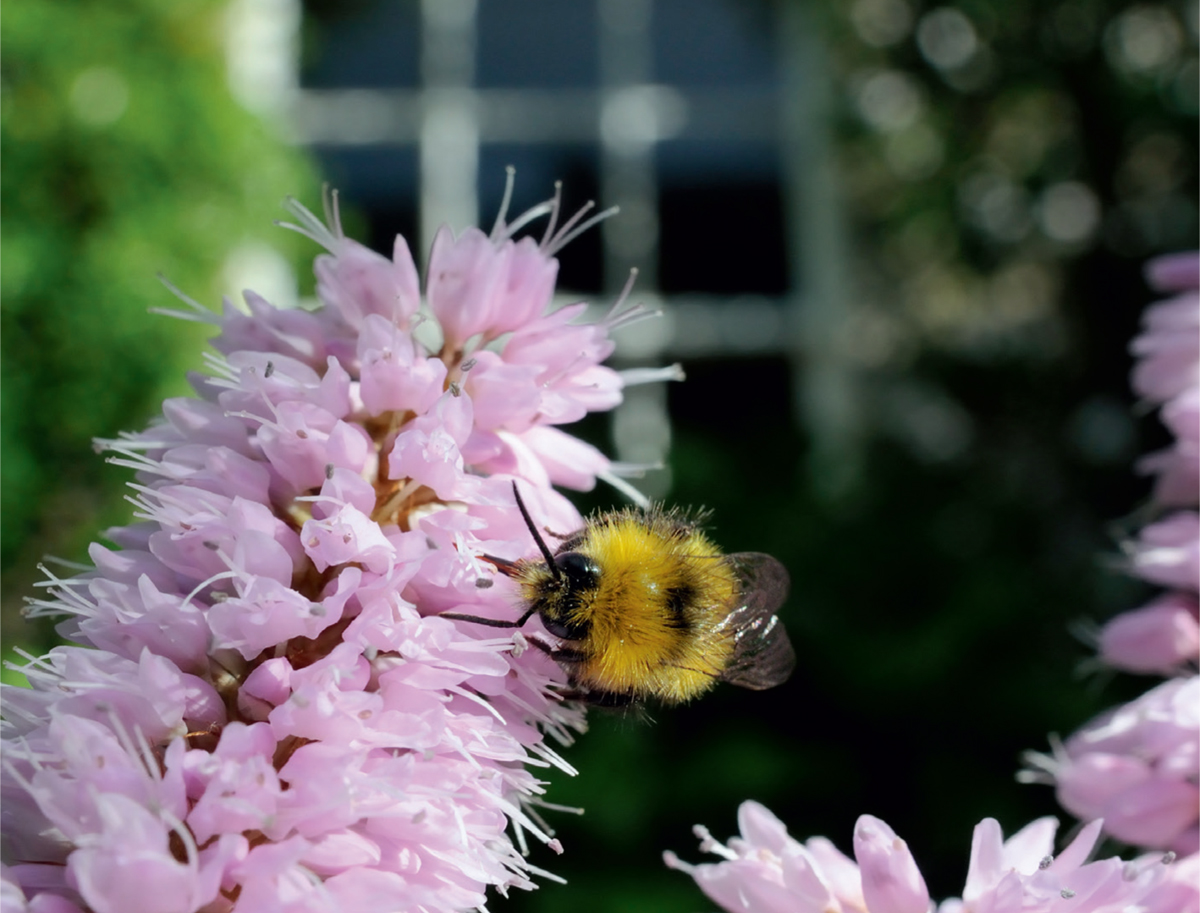 Early Bumblebee B pratorum in a garden Because of their historical - photo 7