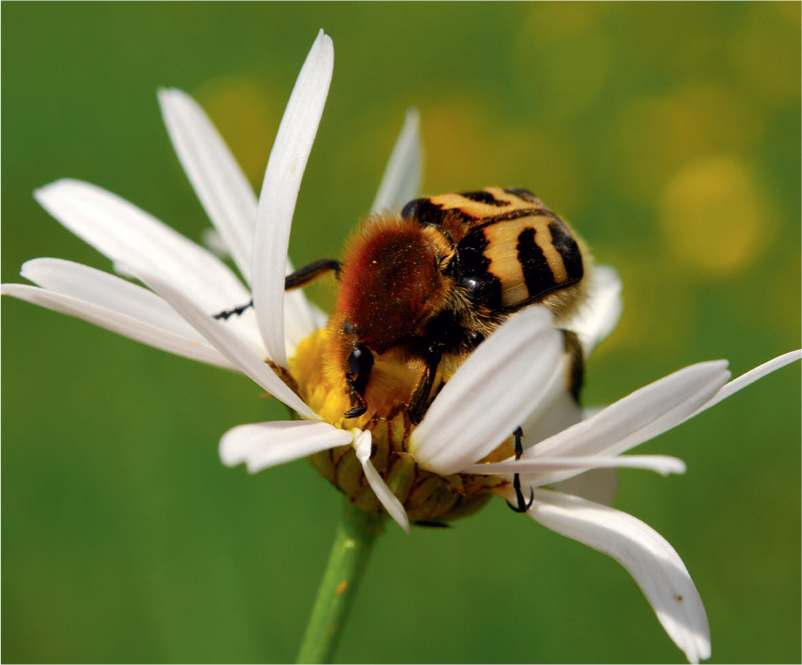 Bee Chafer Trichius fasciatus a beetle which mimics bumblebees If imitation - photo 8