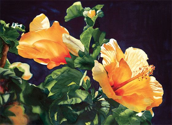 Yellow Hibiscus Kathleen Alexander 21 29 55cm 75cm Transparent watercolor - photo 5