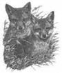 Little Foxes That Spoil the Vines - image 2