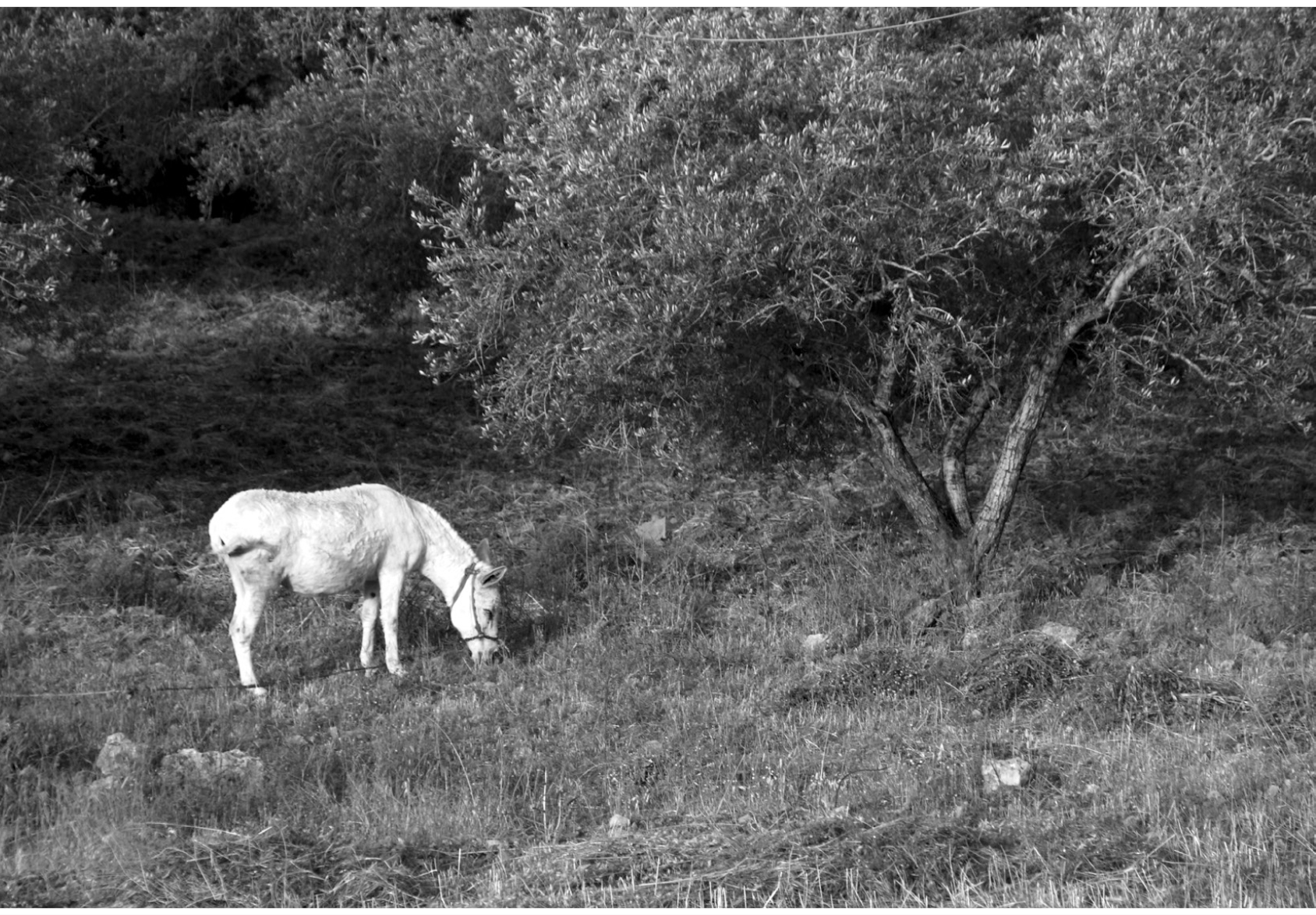 Donkey grazing in an olive grove near Ramallah April 2017 Credit Emile - photo 3