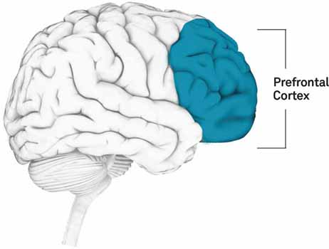 Lets look at a quick example of executive functioning in action to examine what - photo 4