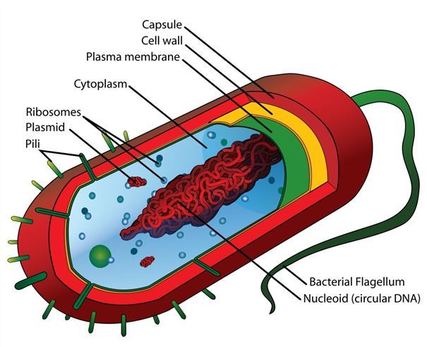 That being said bacteria can lead to illness A report conducted by the CDC - photo 3