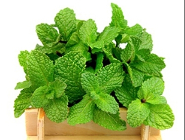 Mint is especially good for skin that needs extra especially if you have some - photo 9