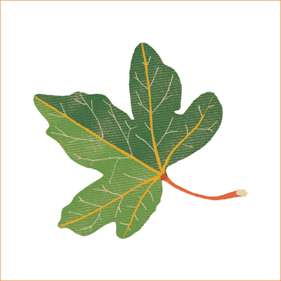 FAMILY NAME Sapindaceae CHARACTERISTICS Leaves measure 7 to 16cm 3 to 6in - photo 6