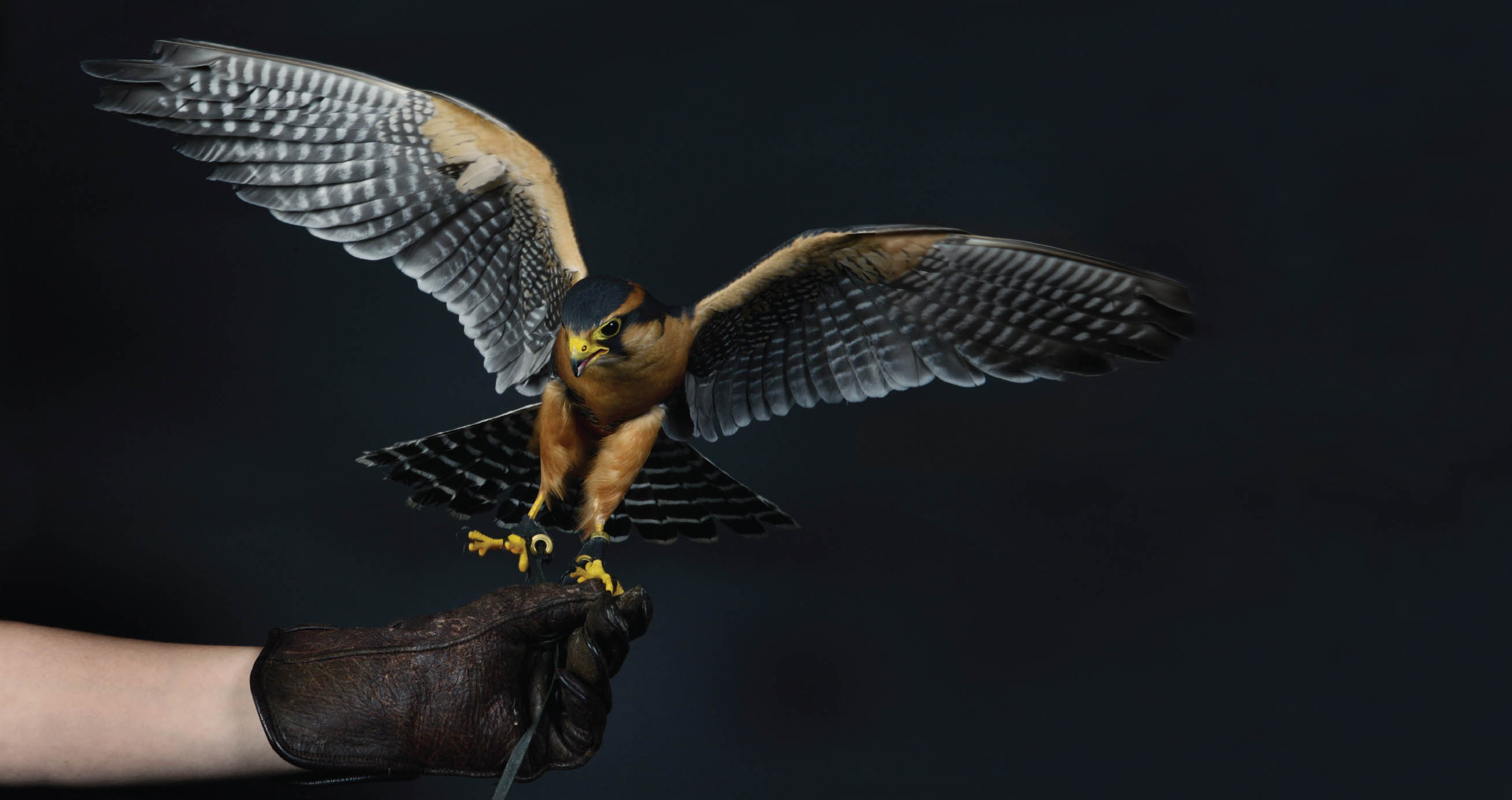 Raptors Portraits of Birds of Prey - photo 2