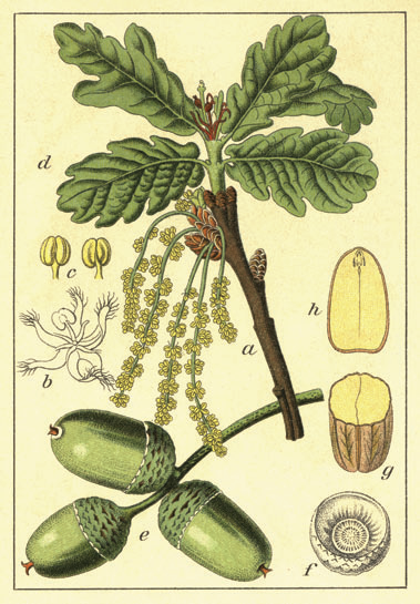 The pedunculate oak Quercus robur in Jacob Sturms illustration to Johann - photo 5